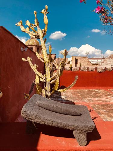 a bonsai tree sitting on a ledge next to a wall at Casa Eugenia Hotel in Morelia