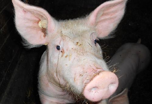 un cerdo rosado con la lengua fuera en Ferienbauernhof Mau, en Fehmarn