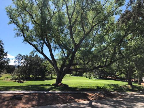 a tree in the middle of a golf course at Sedona Red Rock Garden of Paradise Pets friendly and Hot tub in Sedona