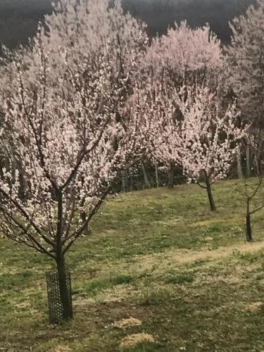 a group of trees with pink flowers in a field at Farkas Apartman Rezi in Rezi