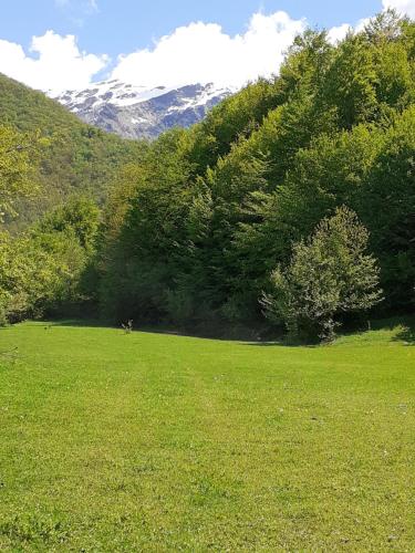 a field of green grass with a dog in the distance at Marina's guest house in Lentekhi