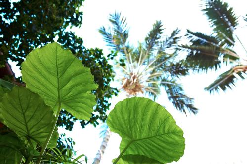 a group of green leaves in front of some palm trees at Hotel Emblemático San Agustin in Icod de los Vinos