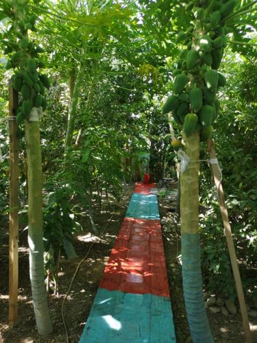 a path in the middle of a forest with trees at Happiness Farm in Hatta