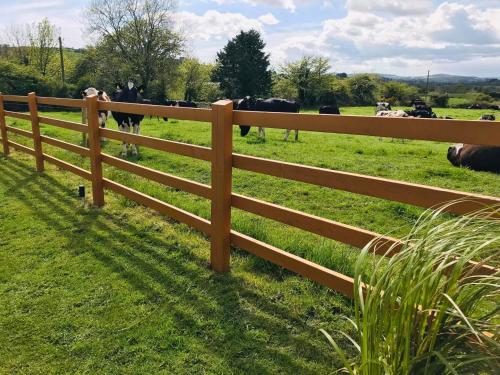 a wooden fence in front of a field of cows at Clonakilty Accommodation An Úllórd Getways in Clonakilty