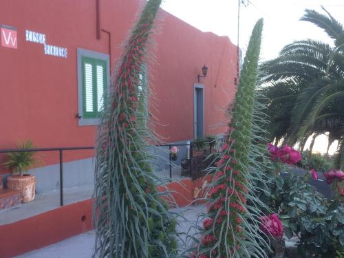 two tall plants in front of a red building at Casa Rural Finca Paraíso. Heated pool in Vilaflor