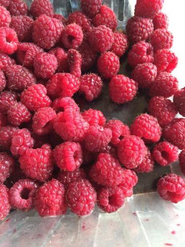 a pile of raspberries sitting on top of a table at Homer Stay and Play in Homer