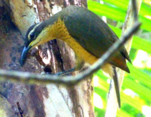 a yellow and black bird standing on a tree at Daintree Holiday Homes - The Folly in Diwan