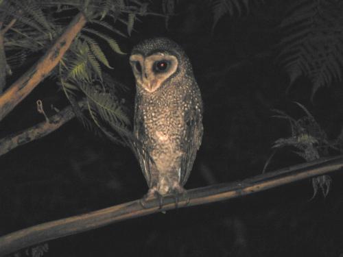 a owl sitting on a tree branch at night at Daintree Holiday Homes - The Folly in Diwan