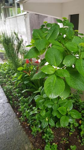 a row of green plants in a garden at ROOMS balani in Shkodër