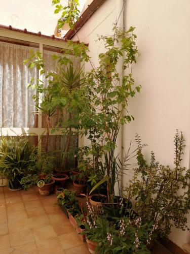 a room filled with lots of plants in pots at Holiday Home Zolfare in Comitini