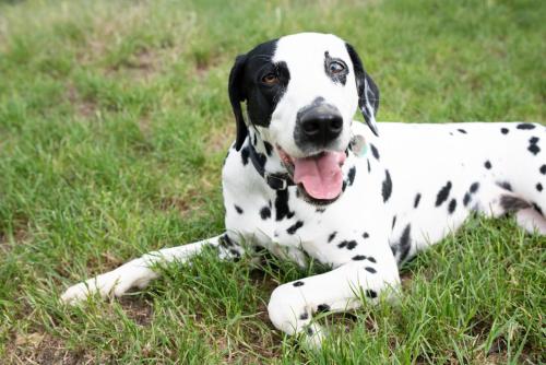 a black and white dog laying in the grass at Weingut Jakob`s Ruhezeit in Mautern