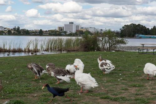 a group of birds standing in the grass near a lake at Lake Point Motel in Hamilton