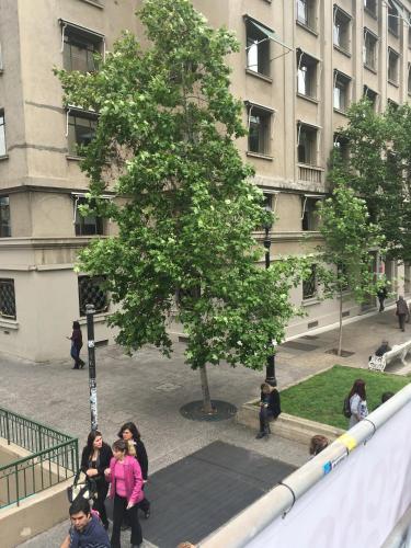 un grupo de personas caminando frente a un árbol en Mandala House, en Santiago