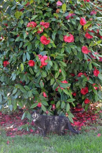 a black cat sitting in the grass in front of roses at Il Casale degli Ulivi in Gradoli