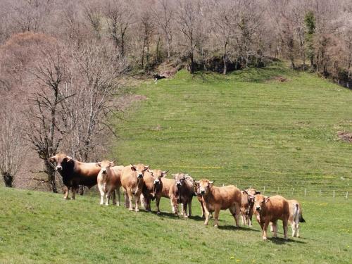 a herd of cows standing in a field at Hotel bar b'rock in Saint-Martin-sous-Vigouroux