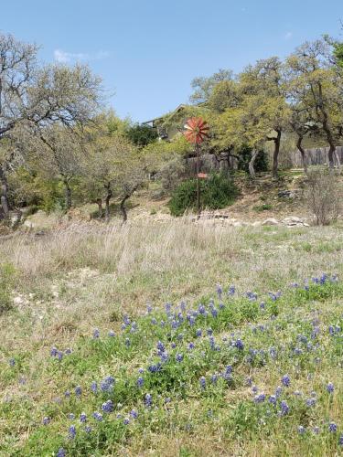 a field of blue flowers in a field with trees at Cabin Sweet Cabin in Canyon Lake