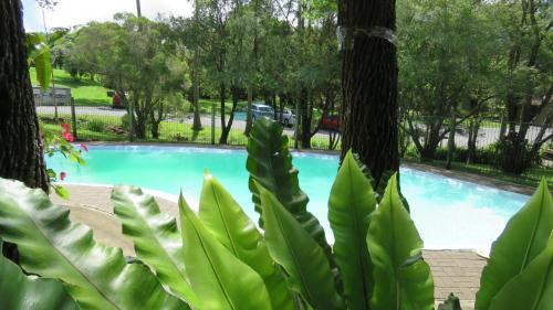 ein Pool in einem Park mit Bäumen in der Unterkunft Broken River Mountain Resort in Eungella