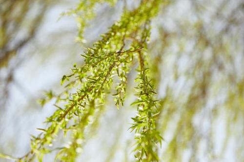 a close up of a tree branch with leaves at The Swan, Streatley, Berkshire in Streatley