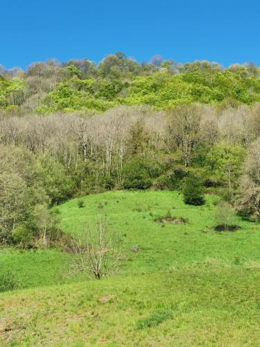 a field with green grass and trees on a hill at Hotel bar b'rock in Saint-Martin-sous-Vigouroux