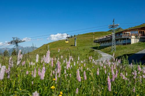 a field of pink flowers in front of a mountain at Hotel Reuti in Hasliberg