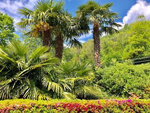 two palm trees and flowers in a garden at Residenza Ai Ronchi 1 2 6 in Maccagno con Pino e Veddasca