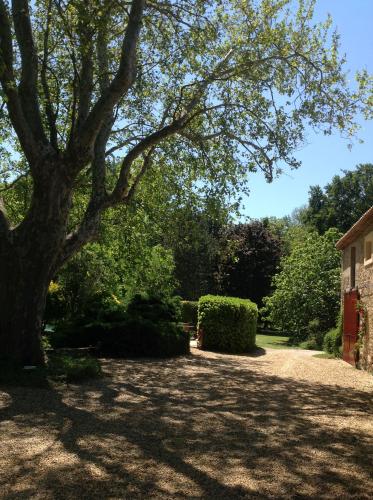 a shady yard with a large tree and bushes at La Jacquemarie in Monteux