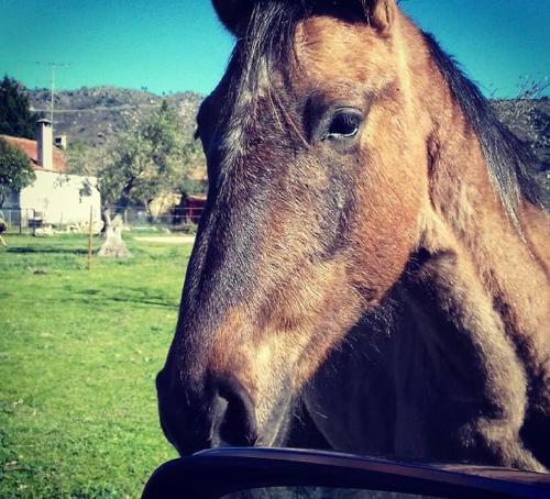 a brown horse is standing in a field at Agro-Turismo - Quinta do Pinheiro in Cavadoude