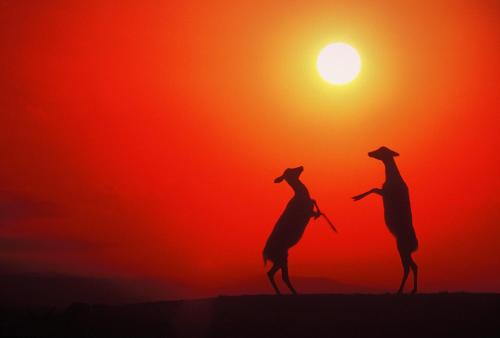 two silhouettes of giraffes standing in front of a sunset at Hotel New Wakasa in Nara