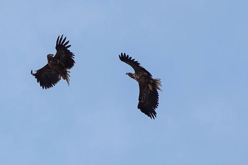 Animales en el departamento o alrededores