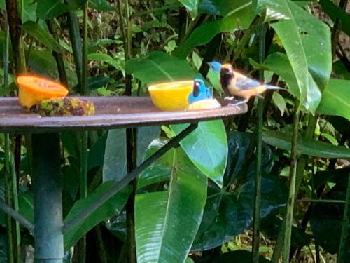 two birds sitting on a bird feeder at Pousada Penedo in Penedo