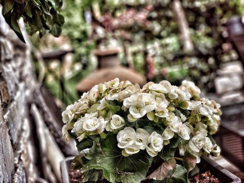 a bouquet of white flowers on a bench at 4 Seasons in Vizitsa in Vizitsa