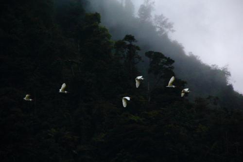 a flock of white birds flying over a forest at Sacha Urco Lodge y Bosque Protector in Mindo