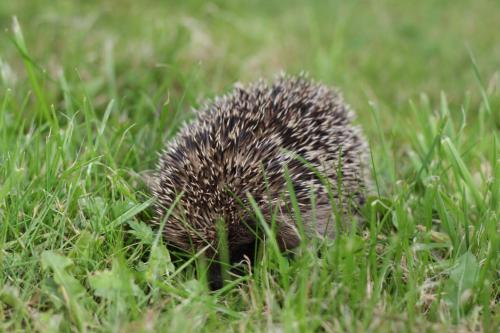 a small hedgehog walking through the grass at Haus Bärbel in Geisfeld
