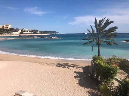 una palmera sentada en una playa junto al océano en villa juturne en Beausoleil