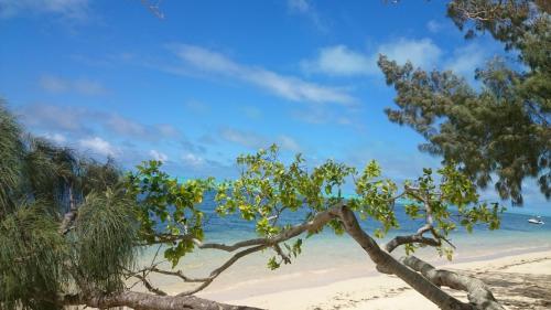 a tree on a beach with the ocean in the background at Auberge de Poé in Bourail