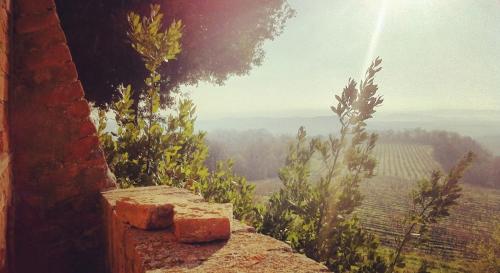 a stone ledge with a view of a vineyard at Villa Pieve De' Pitti in Terricciola