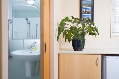 uma casa de banho com um vaso de plantas sobre um balcão em Alhambra Oaks Motor Lodge em Dunedin