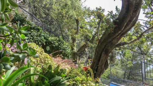 a tree in the middle of a garden at Ca dell'acciuga in Cervo