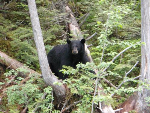 a black bear is standing in the forest at Summit River Lodge & Campsites in Valemount