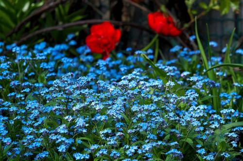 Ventspils Garden house في فنتسبيلز: حديقة بها زهور زرقاء وورود حمراء