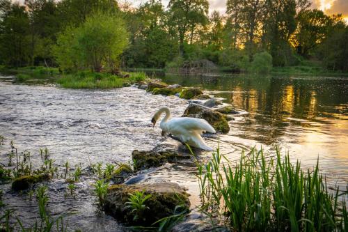 a swan standing on rocks in a river at Castle Oaks House Hotel in Limerick