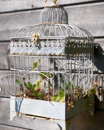 a bird cage with a plant in it at Au chalet d'Isa in Havelange