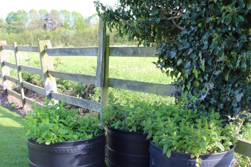 two large pots of plants in front of a fence at Badgers Mount Hotel in Earl Shilton
