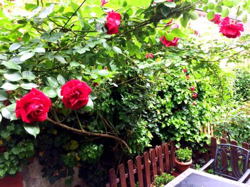 un groupe de roses rouges suspendues à une clôture dans l'établissement MonAmi Art Apartman, à Vác