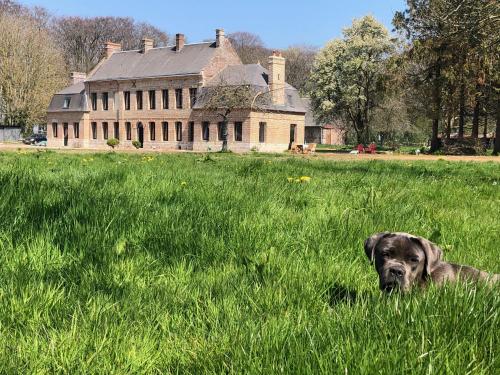 a dog laying in the grass in front of a house at Manoir des Carreaux Chambres d'hôtes in Ingouville