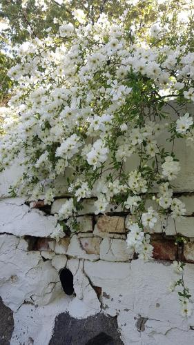 a bush of white flowers on a brick wall at Innergårdens Bed and Breakfast in Karlshamn