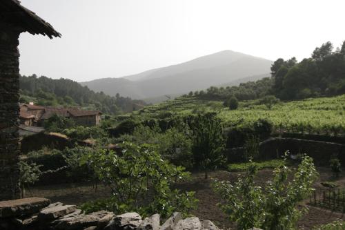 a view of a vineyard with mountains in the background at Casa Rural Valle del Arrago in Robledillo de Gata