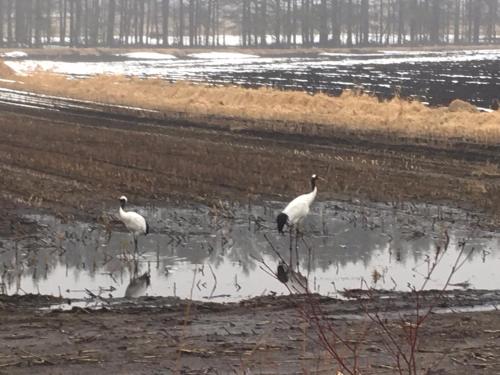 two white birds standing in a muddy field at Santari in Shintoku