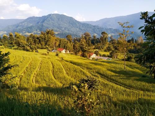 een veld van groen gras met een berg op de achtergrond bij PaliGhar Farmstay in Kalimpong