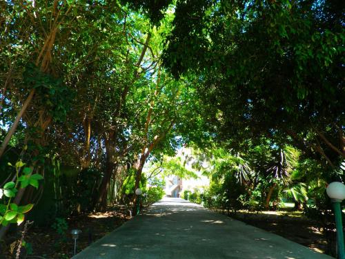 a tree lined street with a road with trees at Alexia Apartments & Studios in Kremasti